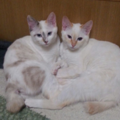 养猫碰上诈骗团伙，大白猫变橘猫…还能不能退货了？_2