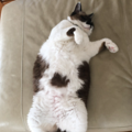 养猫碰上诈骗团伙，大白猫变橘猫…还能不能退货了？_0