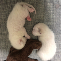 养猫碰上诈骗团伙，大白猫变橘猫…还能不能退货了？_1