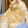 养猫碰上诈骗团伙，大白猫变橘猫…还能不能退货了？_3