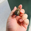 来自父亲的爱！杭州宝爸用12根柱子为孩子打造游泳池_1