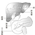 这个部位仅几厘米长，却是人体事故高发路段_2