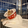 猫脸太扁，无法佩戴伊丽莎白圈，于是网友想到了这个办法…
