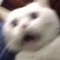 猫咪偷钻进行李箱想上飞机，却在安检时被拦下：你这是要非法入境_3