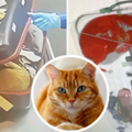 猫咪偷钻进行李箱想上飞机，却在安检时被拦下：你这是要非法入境_4