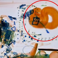 猫咪偷钻进行李箱想上飞机，却在安检时被拦下：你这是要非法入境_2