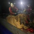 170斤胖狗砸爬山累瘫了，出动了10个大汉才把它抬下山！_5