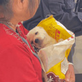 狗子每年都因咬癞蛤蟆进医院，一次花800…主人无语：医院有你_4