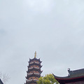 偶滴个乖乖这次南京鸡鸣寺的樱花抢跑啦，率先开啦_5