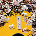偶滴个乖乖这次南京鸡鸣寺的樱花抢跑啦，率先开啦_0