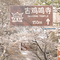 偶滴个乖乖这次南京鸡鸣寺的樱花抢跑啦，率先开啦_1