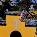 偶滴个乖乖这次南京鸡鸣寺的樱花抢跑啦，率先开啦_2