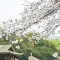 在西子湖伴开启一场甜蜜邂逅_1