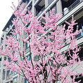 火车南站附近-众安荷源府好房直租（房东直租无中介费）_1