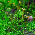 雨后拾趣_2