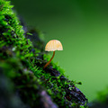 雨后拾趣_5