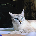 萧山北干永达小区丢失蓝色虎斑暹罗猫，寻猫启示_0