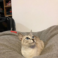 萧山北干永达小区丢失蓝色虎斑暹罗猫，寻猫启示_2