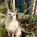 萧山北干永达小区丢失蓝色虎斑暹罗猫，寻猫启示_1