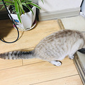萧山北干永达小区丢失蓝色虎斑暹罗猫，寻猫启示_3