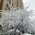 【滨江光影·幸福印记】+银装素裹的雪世界 ——滨江美景_1