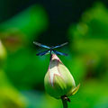 富士龙GF500mmF5.6RLMOISWR”试机片_0