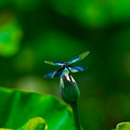 富士龙GF500mmF5.6RLMOISWR”试机片_2