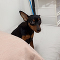 小鹿犬生宝宝了_3