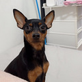小鹿犬生宝宝了_2