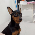 小鹿犬生宝宝了_1