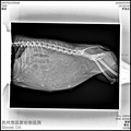 小鹿犬生宝宝了_0