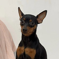 小鹿犬生宝宝了_5