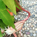 昙花——阮育法先生诗词歌赋选