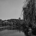 尼康日常扫街_1