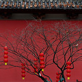 探梅—德寿宫。_0