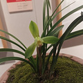 浦江兰展_4