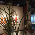 浦江兰展_5