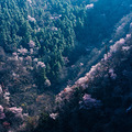 建德野生樱花探访记（终）_3
