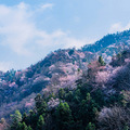 建德野生樱花探访记（终）_0