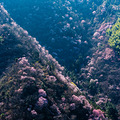 建德野生樱花探访记（终）_5