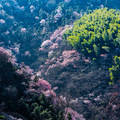 建德野生樱花探访记（终）_1