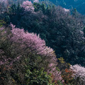 建德野生樱花探访记（终）_4