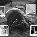 除螨仪哪个牌子性价比高质量好？附避坑指南+高性价比除螨仪推荐_0
