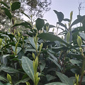 核心产区一级西湖龙井