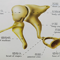 左半边莫西干头，右半边中长卷发，我在病友注目礼下进了手术室_1