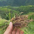 孕妇拔了“坟头草”，孩子竟意外早产！医生提醒：这草真不能拔！