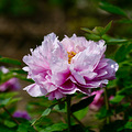 富贵吉祥，牡丹花开普宁村_2