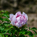 富贵吉祥，牡丹花开普宁村_4