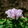 富贵吉祥，牡丹花开普宁村_5