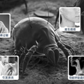 除螨仪怎么选择？强推2025 年最受欢迎的5款除螨仪品牌！_2